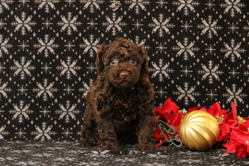 puppy, for, sale, Toy Poodle, Matthew B. Stoltzfus, dog, breeder, Gap, PA, dog-breeder, puppy-for-sale, forsale, nearby, find, puppyfind, locator, puppylocator, aca